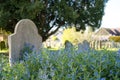 Blue flowers seen growing within the confines on an old english cemetery. Royalty Free Stock Photo