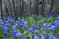 The blue flowers. Royalty Free Stock Photo