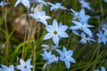 Blue flowers in spring in Japan