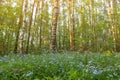 Blue flowers in spring meadow in forest Royalty Free Stock Photo