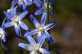 Blue flowers of star hyacinths (Scilla sect. Chionodoxa) on a sunny morning in a spring border