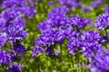 Blue flowers in the summer garden. Campanula glomerata