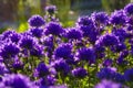 Blue flowers in the summer garden. Campanula glomerata