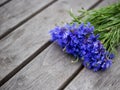 Blue cornflower flowers, summer wildflowers bouquet on gray wooden background, copy space Royalty Free Stock Photo