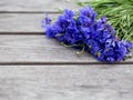 Blue cornflower flowers, summer wildflowers bouquet on gray wooden background, copy space Royalty Free Stock Photo