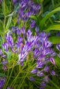 Blue flowers Triteleia laxa Royalty Free Stock Photo