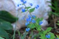 blue flowers of true forget-me-not (Myosotis scorpioides Royalty Free Stock Photo