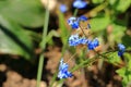 blue flowers of true forget-me-not (Myosotis scorpioides Royalty Free Stock Photo