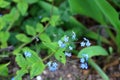 blue flowers of true forget-me-not (Myosotis scorpioides