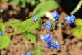 blue flowers of true forget-me-not (Myosotis scorpioides Royalty Free Stock Photo
