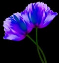 Blue flowers tulips on the black  isolated background with clipping path. Close-up. Flowers on the stem. Royalty Free Stock Photo