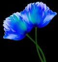 Blue  flowers tulips on the black  isolated background with clipping path. Close-up. Flowers on the stem. Royalty Free Stock Photo