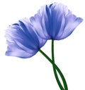 Blue  flowers tulips on a white  isolated background with clipping path. Close-up. Flowers on the stem. Royalty Free Stock Photo
