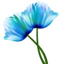 Blue  flowers tulips on a white  isolated background with clipping path. Close-up. Flowers on the stem. Royalty Free Stock Photo