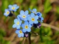 blue flowers in the tundra