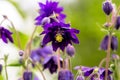 Blue flowers of the two-colored European columbin `Blue Barlow` Aquilegia vulgaris plena