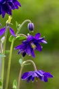 Blue flowers of the two-colored European columbin `Blue Barlow` Aquilegia vulgaris plena Royalty Free Stock Photo