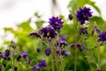 Blue flowers of the two-colored European columbin `Blue Barlow` Aquilegia vulgaris plena