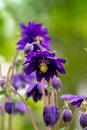 Blue flowers of the two-colored European columbin `Blue Barlow` Aquilegia vulgaris plena Royalty Free Stock Photo