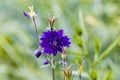 Blue flowers of the two-colored European columbin Blue Barlow. Aquilegia vulgaris plena Royalty Free Stock Photo