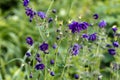 Blue flowers of the two-colored European columbin Blue Barlow. Aquilegia vulgaris plena Royalty Free Stock Photo