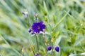 Blue flowers of the two-colored European columbin Blue Barlow. Aquilegia vulgaris plena Royalty Free Stock Photo