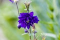 Blue flowers of the two-colored European columbin Blue Barlow. Aquilegia vulgaris plena Royalty Free Stock Photo