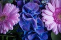 Blue flowers between two pink chrysanthemums Royalty Free Stock Photo