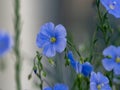 Blue flowers Up close growing in nature with a soft gray background and green stems and leaves