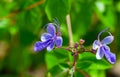 Blue flowers of Verbenaceae