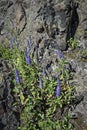 Blue Flowers Veronica. The flowers grow in the field. Royalty Free Stock Photo