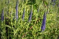Blue Flowers Veronica. The flowers grow in the field. Royalty Free Stock Photo