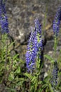 Blue Flowers Veronica. The flowers grow in the field. Royalty Free Stock Photo