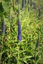 Blue Flowers Veronica. The flowers grow in the field. Royalty Free Stock Photo