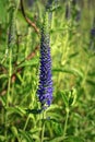 Blue Flowers Veronica. The flowers grow in the field. Royalty Free Stock Photo