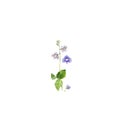 Blue flowers watercolor. Beautiful flowers of the genus Veronica on white