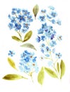 Blue flowers flax. Watercolor illustrations blue flax. 