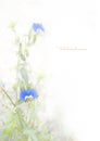 Blue flowers on white background