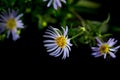 Blue flowers of wild alpine aster or violet chamomile on a black background. Symphyotrichum puniceum Purple-stemmed aster Royalty Free Stock Photo