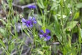 Blue flowers of wild cornflower. Centaurea depressa close-up among green grass