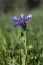 Blue flowers of wild cornflower. Centaurea depressa close-up among green grass