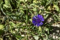 Blue flowers of wild cornflower. Centaurea depressa close-up among green grass