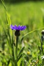 Blue flowers of wild cornflower. Centaurea depressa close-up among green grass