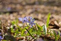 Blue flowers of wild forest plant alpine squill - Scilla bifolia