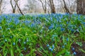 Blue flowers at wild garden. Travel photo.