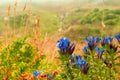 Blue flowers of wild gentian