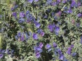 Blue flowers, wild in spring