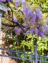 Blue flowers wisteria bush in urban garden