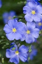 Blue Flox Macro Royalty Free Stock Photo