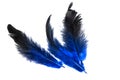 Blue fluffy feather on a white background. copy space Royalty Free Stock Photo